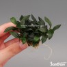 Anubias nana micro