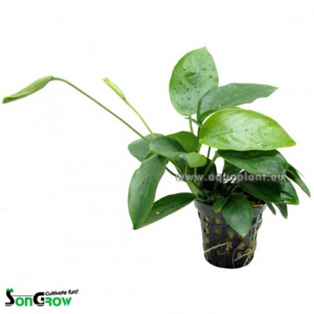 Anubias ondulatus