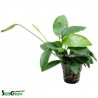 Anubias ondulatus