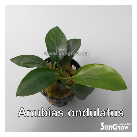 Anubias ondulatus