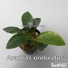 Anubias ondulatus