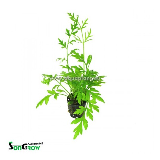 Ceratopteris cornuta (thick leaves)