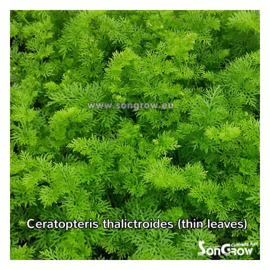 Ceratopteris thalictroides (thin leaves)