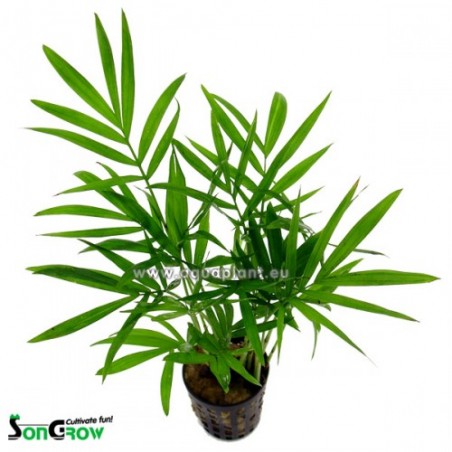 Chamaedorea elegans