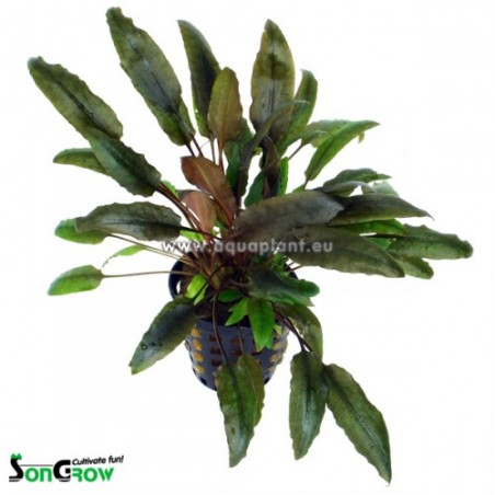Cryptocoryne indonesii