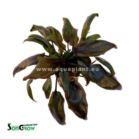 Cryptocoryne purpurea