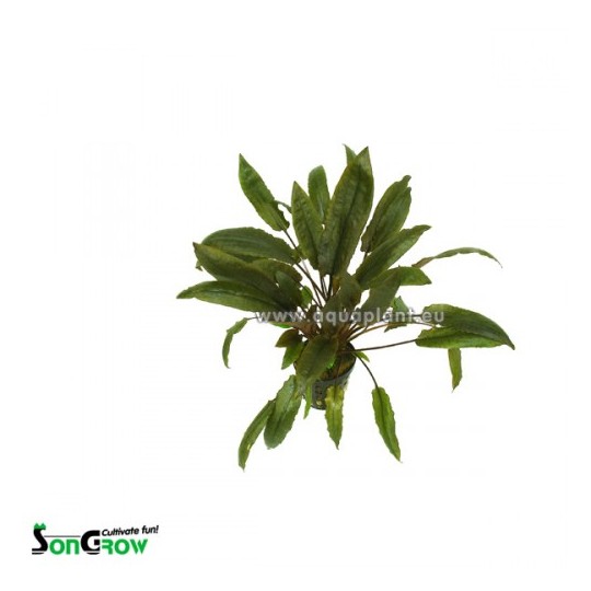 Cryptocoryne species brown