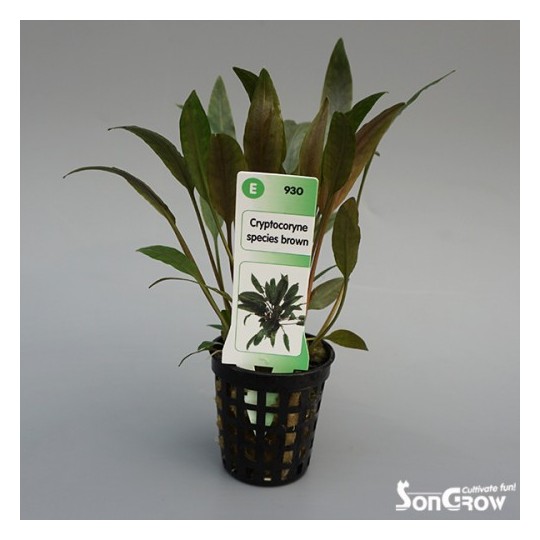 Cryptocoryne species brown