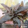 Cryptocoryne wendtii brown
