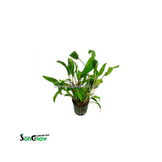 Cryptocoryne willissii