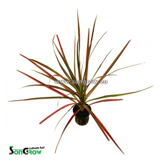 Dracaena marginata (red) No label