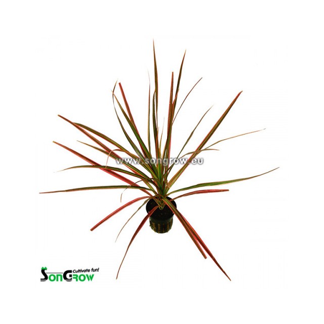 Dracaena marginata (red) No label