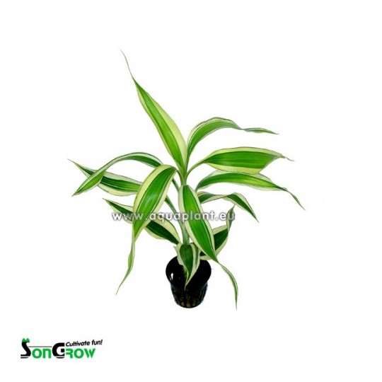 Dracaena sanderiana white/green