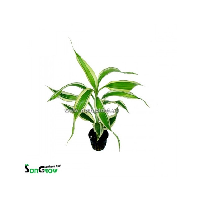 Dracaena sanderiana white/green