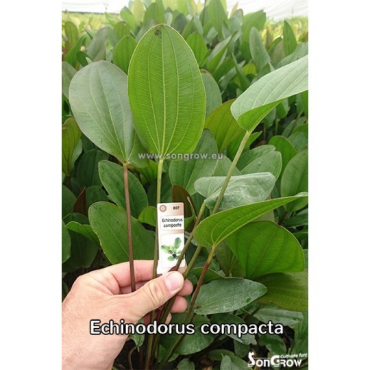 Echinodorus compacta