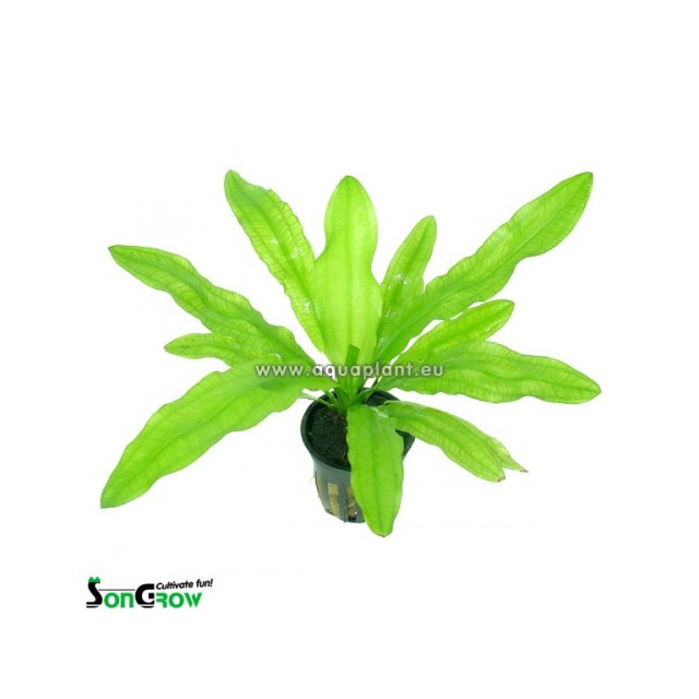 Echinodorus martii-major