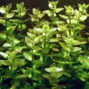 Bacopa caroliniana - Bacopa amplexicaulis