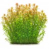 Bacopa caroliniana - Bacopa amplexicaulis