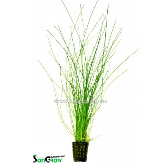 Eleocharis species