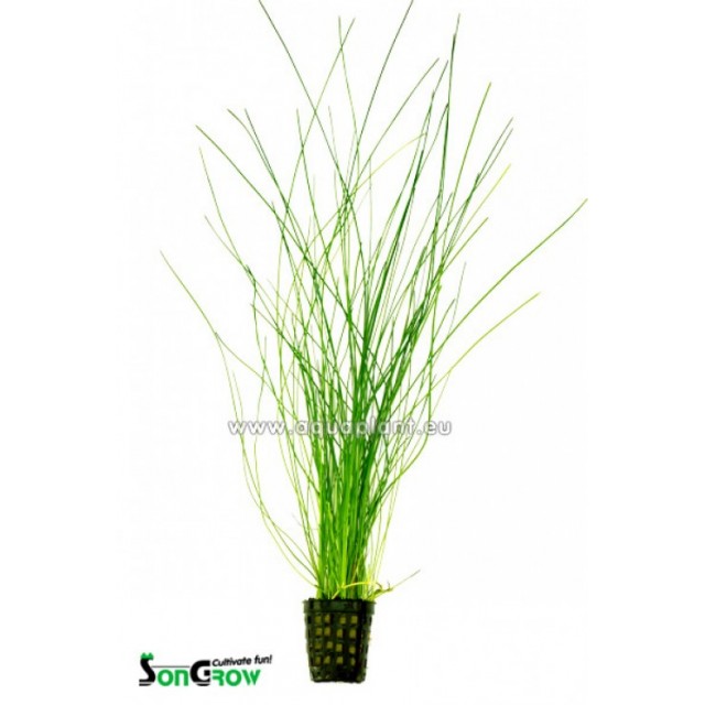 Eleocharis species