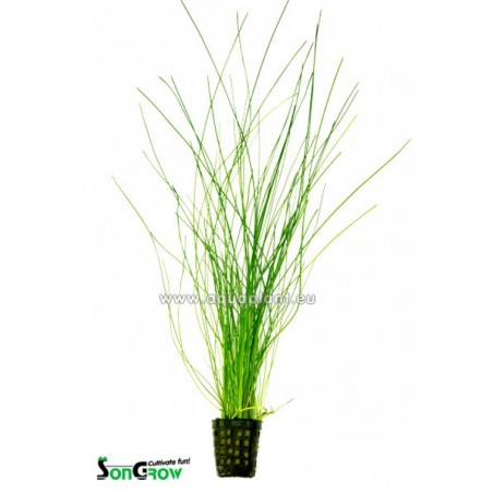 Eleocharis species