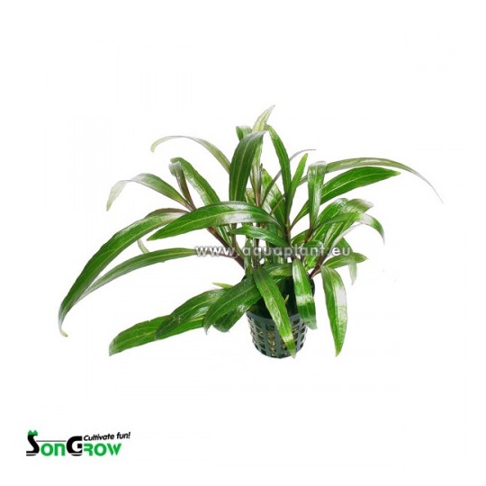 Eriocaulon species (looks like Hygrophila)