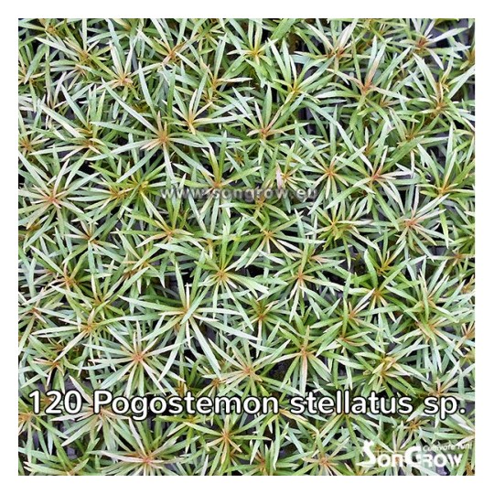 Eusteralis stellata large leaves (Syn: Pogostemon stellatus sp.)