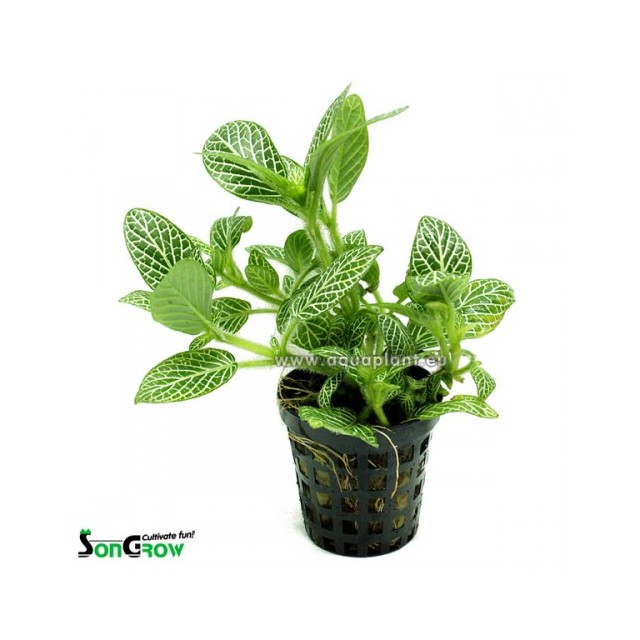 Fittonia green