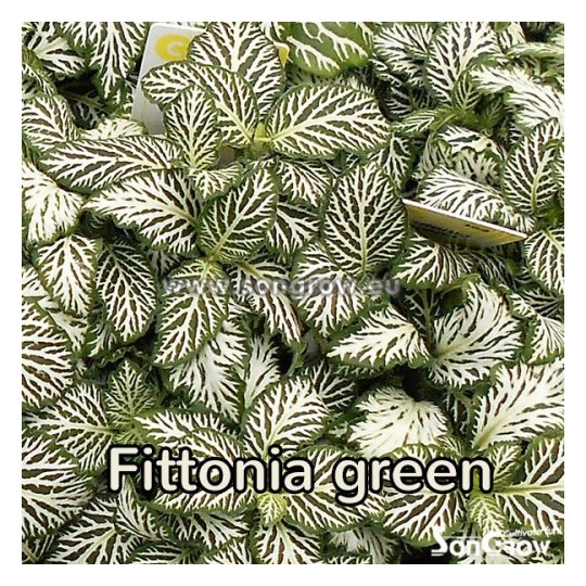Fittonia green