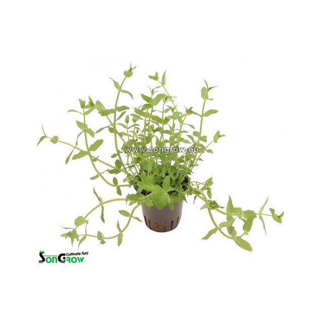 Gratiola viscidula
