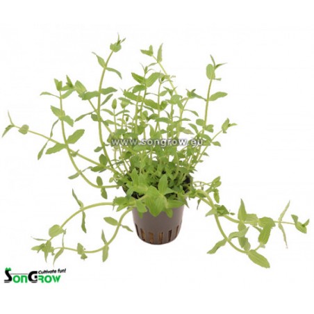 Gratiola viscidula