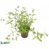 Gratiola viscidula