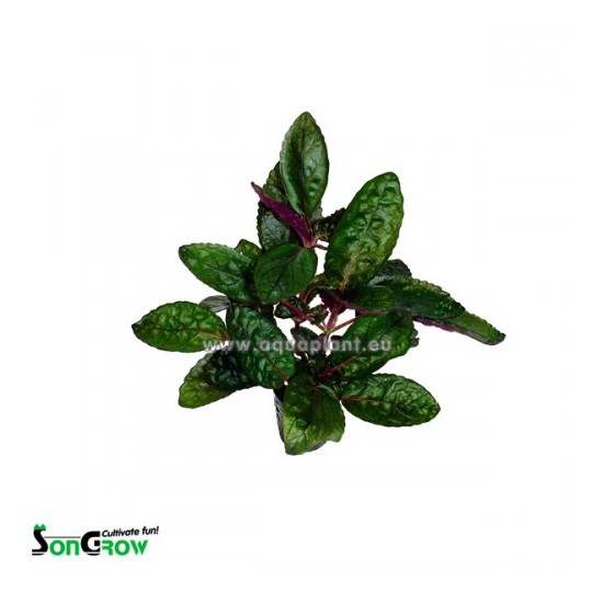 Hemigraphis colorata (large leaves)