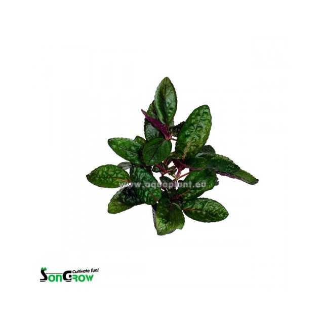Hemigraphis colorata (large leaves)