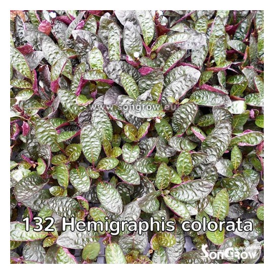 Hemigraphis colorata (large leaves)