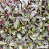 Hemigraphis colorata (large leaves)