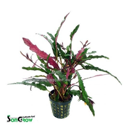 Hemigraphis exotica (narrow leaves)