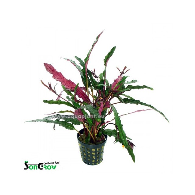 Hemigraphis exotica (narrow leaves)