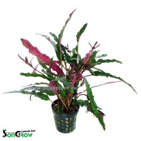 Hemigraphis exotica (narrow leaves)