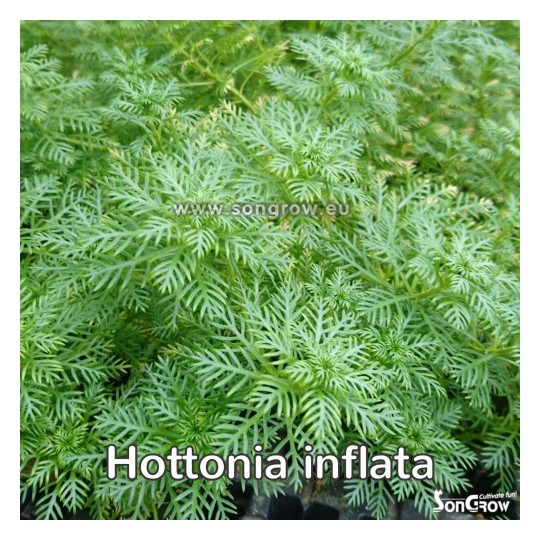 Hottonia inflata