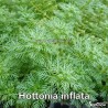 Hottonia inflata