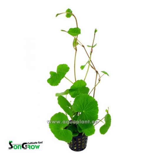 Hydrocotyle leucocephala