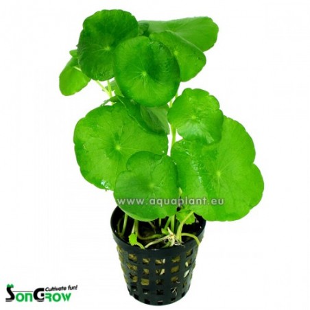 Hydrocotyle vulgaris - Pennywort