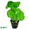 Hydrocotyle vulgaris - Pennywort