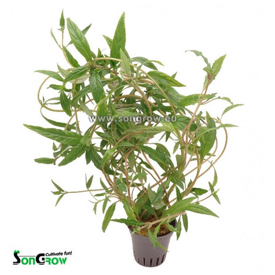 Hygrophila pantanal wavy
