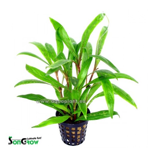 Hygrophila salicifolia