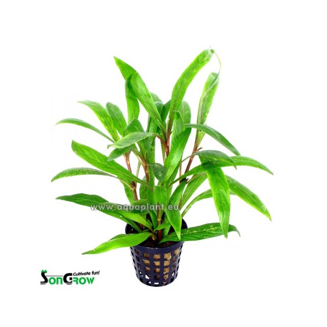 Hygrophila salicifolia