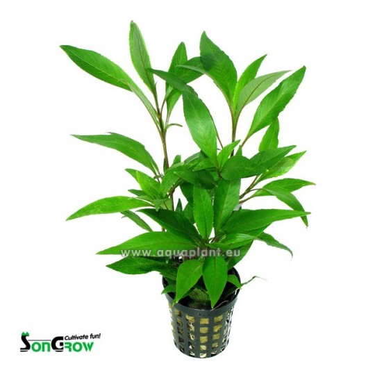 Hygrophila stricta tai