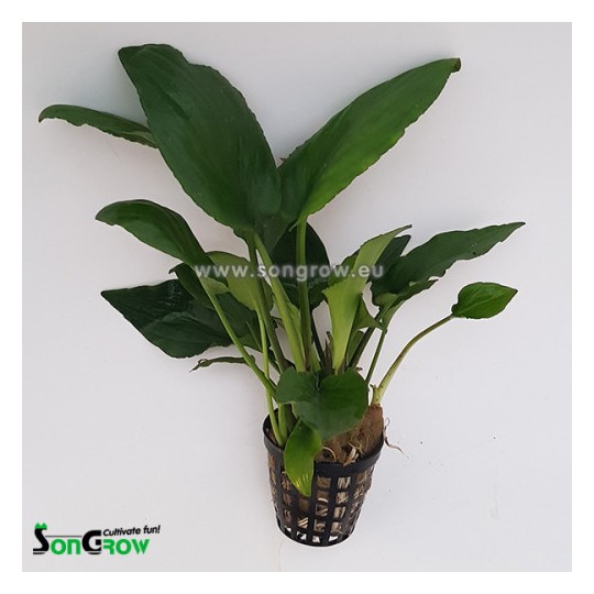 Lagenandra sp green