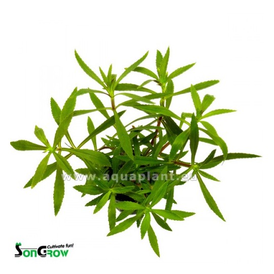 Limnophila hippuridoides/aromatica